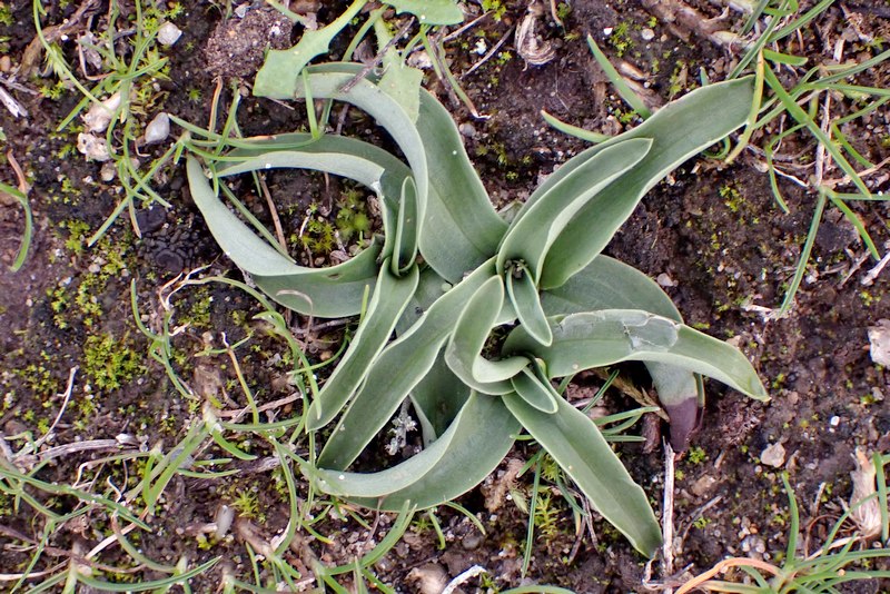 Rosettes d orchidées